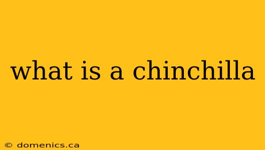 what is a chinchilla