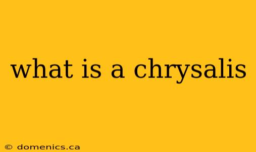 what is a chrysalis