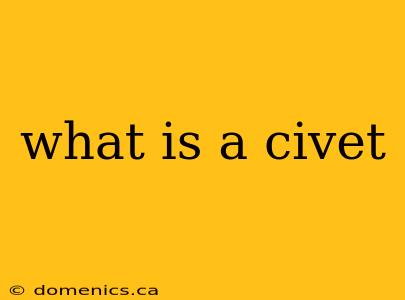 what is a civet