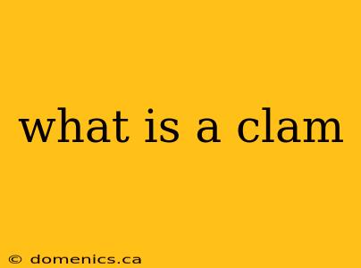 what is a clam