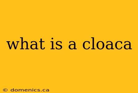 what is a cloaca