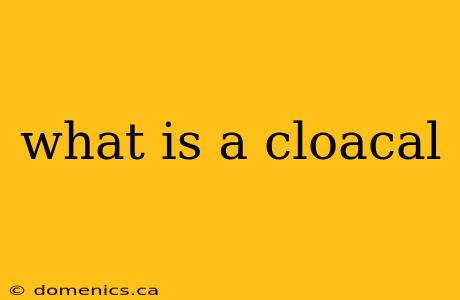 what is a cloacal