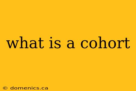 what is a cohort