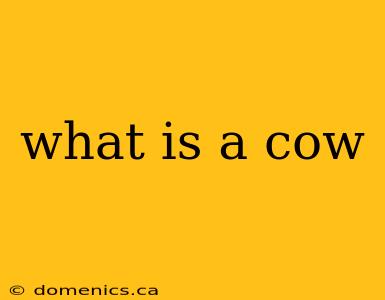 what is a cow