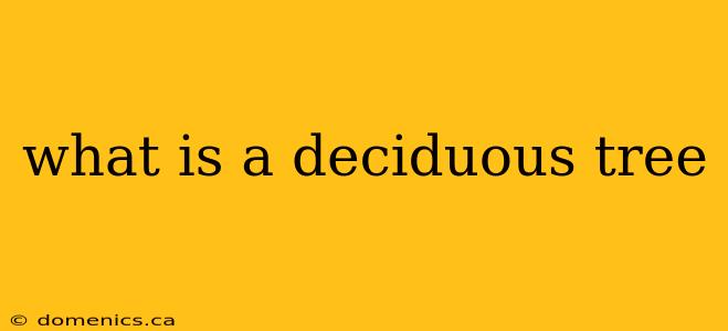 what is a deciduous tree