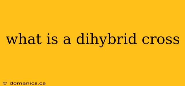 what is a dihybrid cross