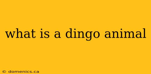 what is a dingo animal