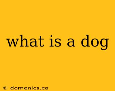 what is a dog