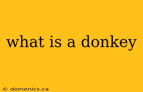 what is a donkey