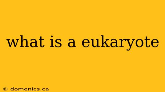 what is a eukaryote