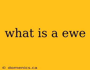 what is a ewe