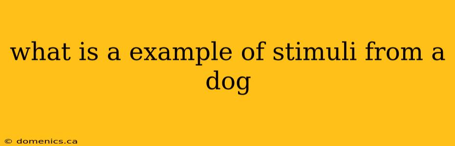 what is a example of stimuli from a dog