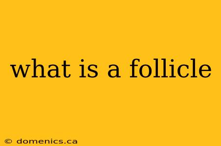 what is a follicle