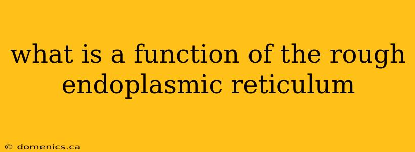 what is a function of the rough endoplasmic reticulum