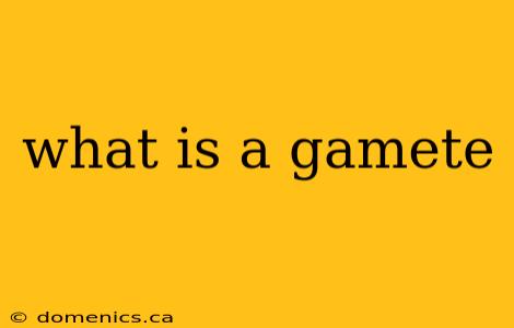 what is a gamete