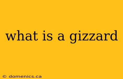 what is a gizzard