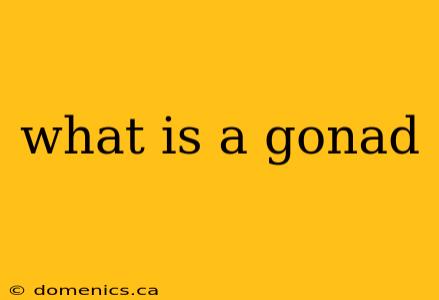 what is a gonad