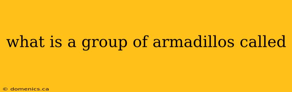 what is a group of armadillos called