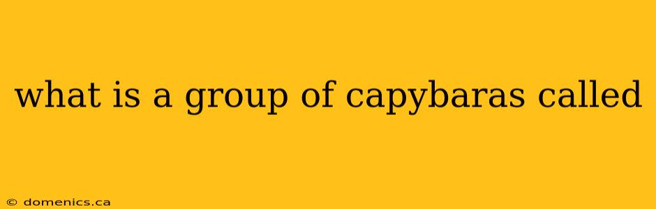 what is a group of capybaras called