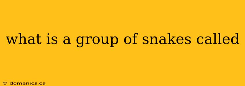 what is a group of snakes called