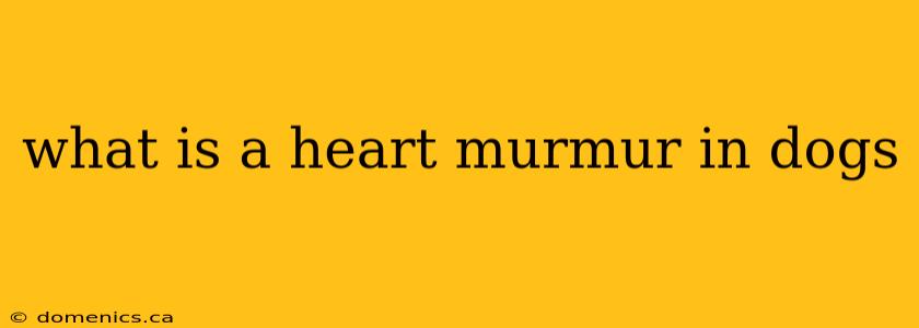 what is a heart murmur in dogs