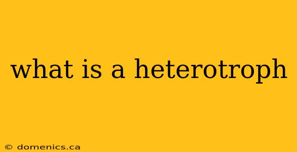 what is a heterotroph