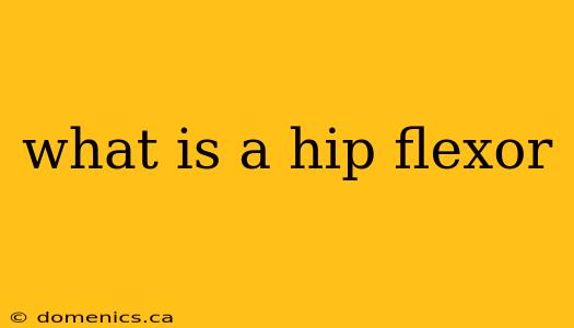 what is a hip flexor