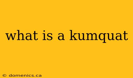 what is a kumquat