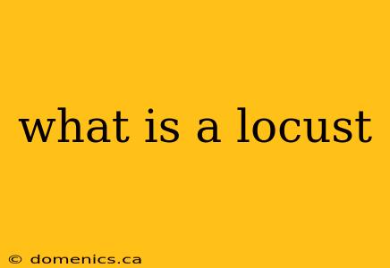 what is a locust