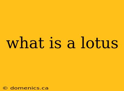 what is a lotus