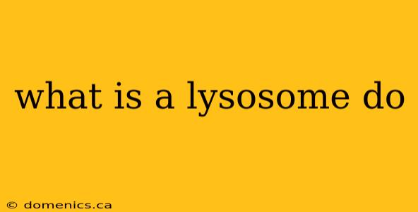 what is a lysosome do