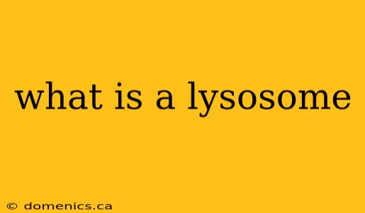 what is a lysosome