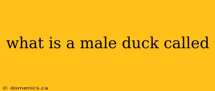 what is a male duck called