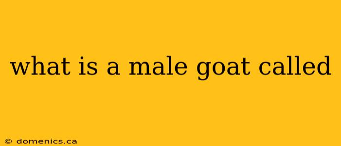 what is a male goat called