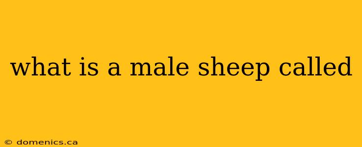 what is a male sheep called