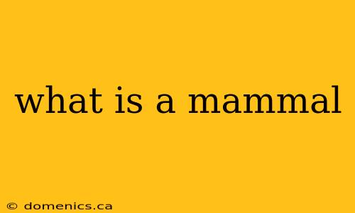 what is a mammal