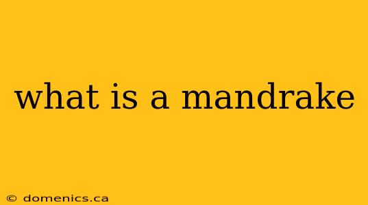 what is a mandrake