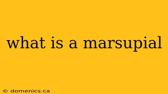 what is a marsupial