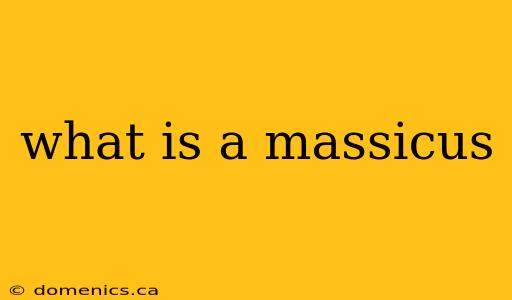 what is a massicus