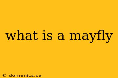 what is a mayfly