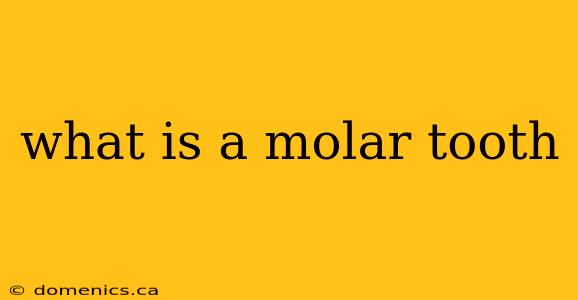 what is a molar tooth