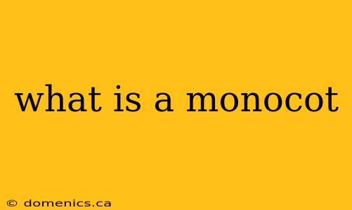 what is a monocot