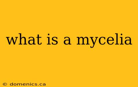 what is a mycelia