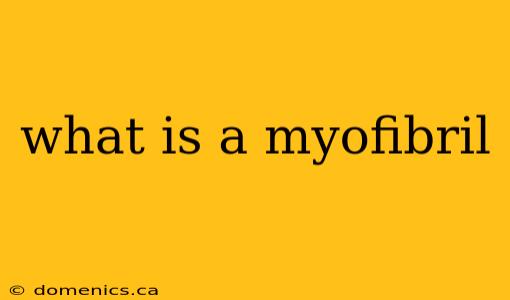 what is a myofibril