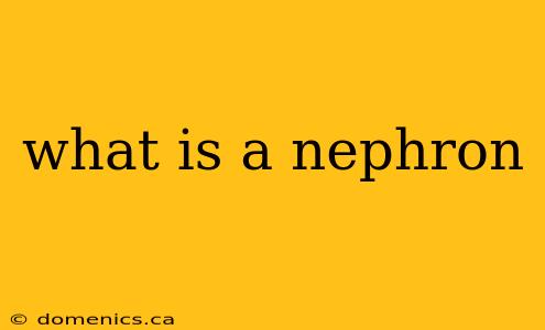 what is a nephron