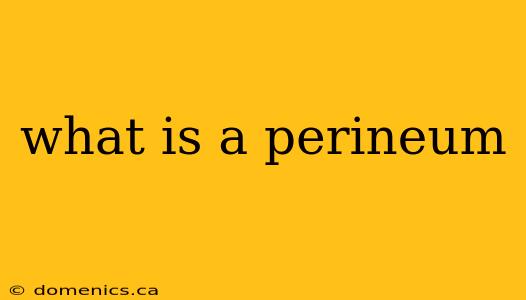 what is a perineum