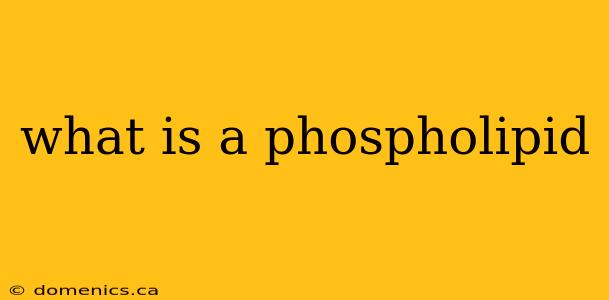 what is a phospholipid