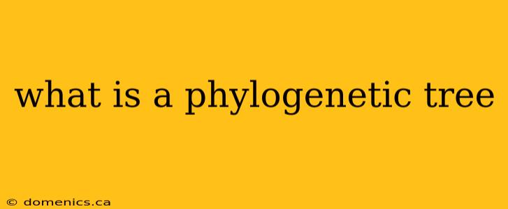 what is a phylogenetic tree