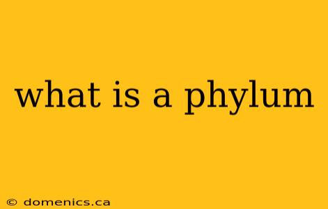 what is a phylum