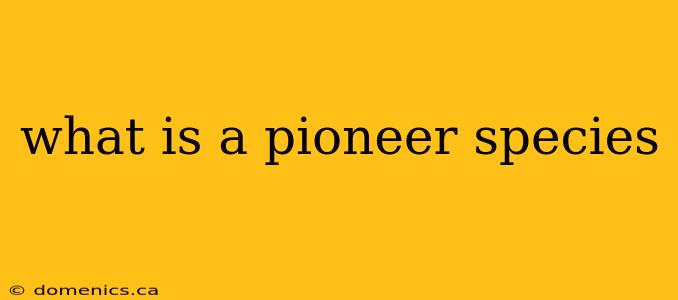 what is a pioneer species